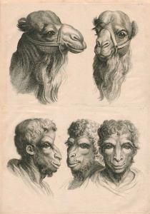 Fisiognomica Leonardo, Fonte: (pinterest.com)